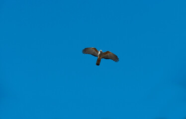 Barred Forest-Falcon ( Micrastur ruficollis)