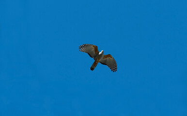 Barred Forest-Falcon ( Micrastur ruficollis)