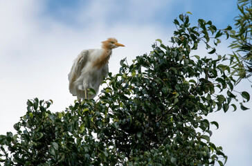 Cattle Egret (Bubulcus ibis)