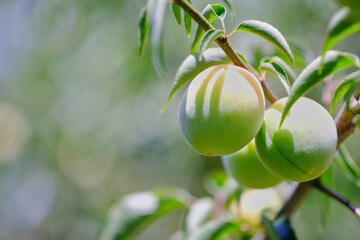 風景素材　夏の陽射しを浴びた鮮かな梅の実