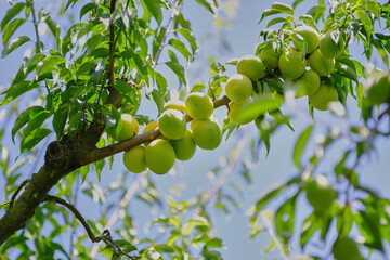 風景素材　夏の陽射しを浴びた鮮かな梅の実