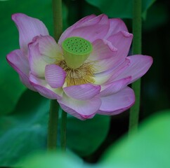 美しい蓮の花