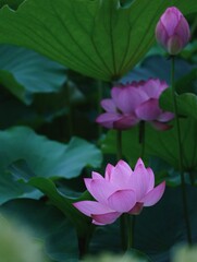 美しい蓮の花