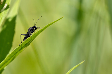 20220710 A1R_7531 White-Winged March Fly