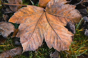 Autumn frosts. Autumn brown maple leaves in frost.Late autumn.Autumn nature.
