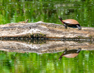 Fototapeta premium turtle in the pond
