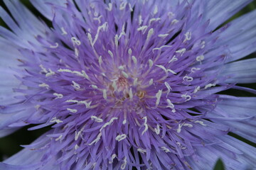 紫色のストケシアの花アップ
