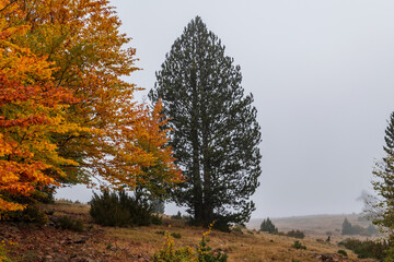 Fototapeta premium tree in autumn