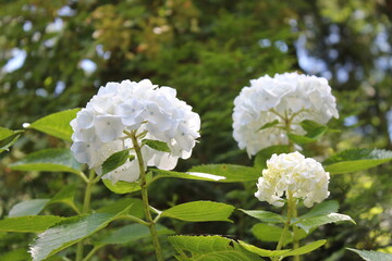 満開の紫陽花の花
