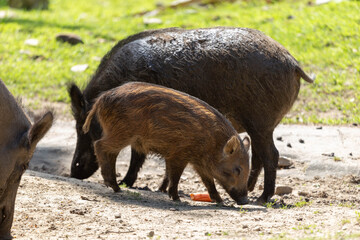 Photo of a baby boar standing with adult boars eating from the ground. 