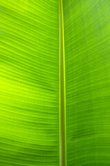 Close up Green leaves background. Leaf texture. Greenery background with copy space. Natural green. Tropical leaf texture background. Green close up leaf structure.