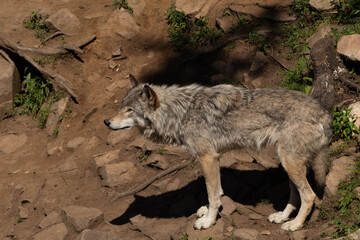 Photo of a female wild grey wolf standing on sandy rocks. It is a sunny summer day.