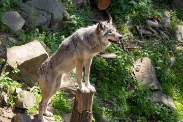 Photo of a female adult grey wolf standing on a wood stump.