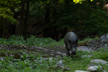 Photo of a black wild boar walking out of a dark forest. 