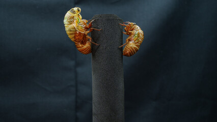 二匹のクマゼミの羽化