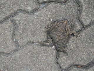 dried death flat frog on the road.