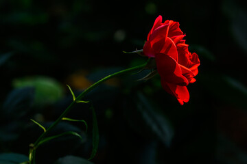 バラの花「美しい色彩・赤いバラ」マヨルカ・黒い背景
Rose flower 