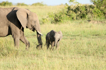 Parent and Child Elephants