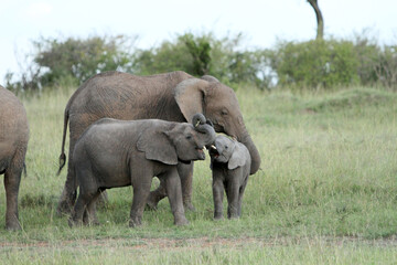 Playful Elephants