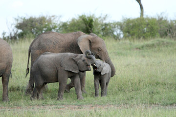 Fototapeta premium Playful Elephants