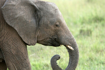 Beautiful Elephant Profile