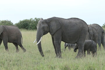 Fototapeta na wymiar Long Elephant Trunk