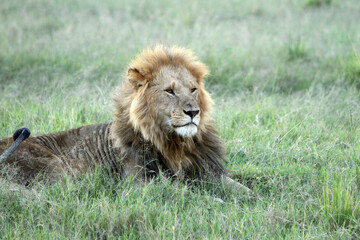 Obraz na płótnie Canvas Lion Resting in Grass Observing