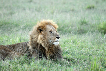 Lion Looking Away Resting in Grass