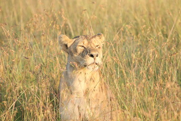Lioness Looking into the Sun Squinting Eyes