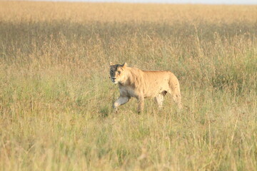 Lioness Walking in Field