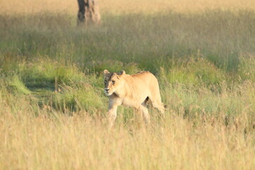 Lioness Walking near Tree
