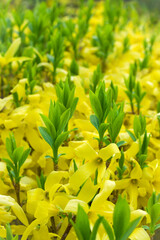 Background with the beginning of flowering forsythia