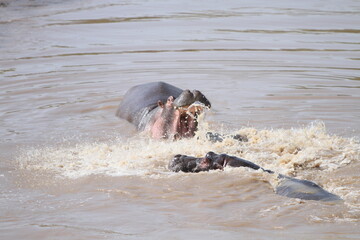 Mad Hippo Attack