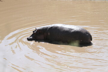 Fototapeta premium Hippo Swimming
