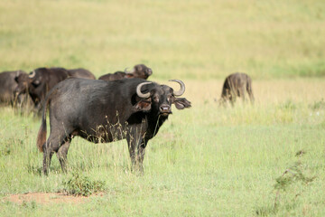 Buffalos in the Field