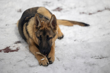 german shepherd sniffs bone 