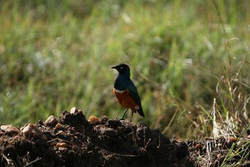 Superb Starling Bird Looking Off