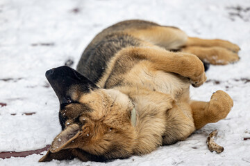 Dog rolling in snow