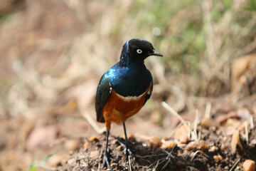 Superb Starling Bird Looking Right