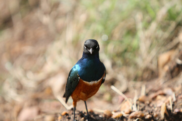 Superb Starling Bird looking at you