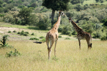 Naklejka na ściany i meble Giraffes in the wild