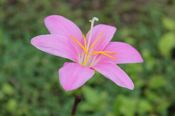 Fototapeta premium 一輪のサフランモドキの花