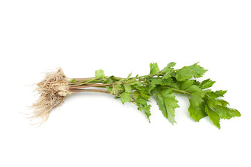 Fresh parsley with leaves isolated on white background.parsley root