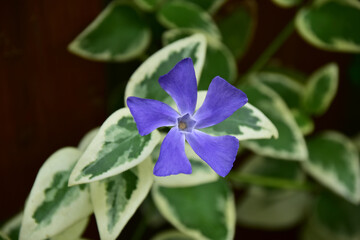 ツルニチニチソウの花　正面