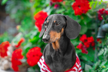 Dachshund dog in bright striped T-shirt looks thoughtfully into distance against background of red geraniums in summer garden. Dog on romantic date in picturesque place, park. 