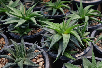 Small and Beautiful succulents Cactus in the pots in the succulents Plantation.