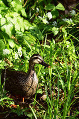 茂みに隠れるカルガモ