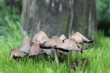 mushrooms in the forest