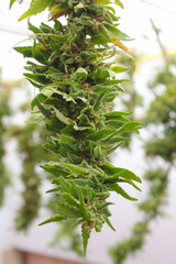 Cannabis Sativa y Drying process after harvest