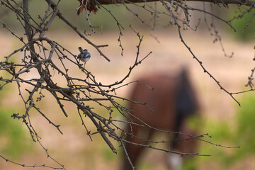 Endemic Cuban gnatcatcher (Polioptila lembeyei) in Valle de Ingenios, Cuba